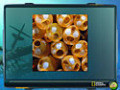 Besplatno download ekrana Nat Geo Adventure: Ghost Fleet 3