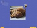 Besplatno download ekrana Super Jigsaw Puppies 3